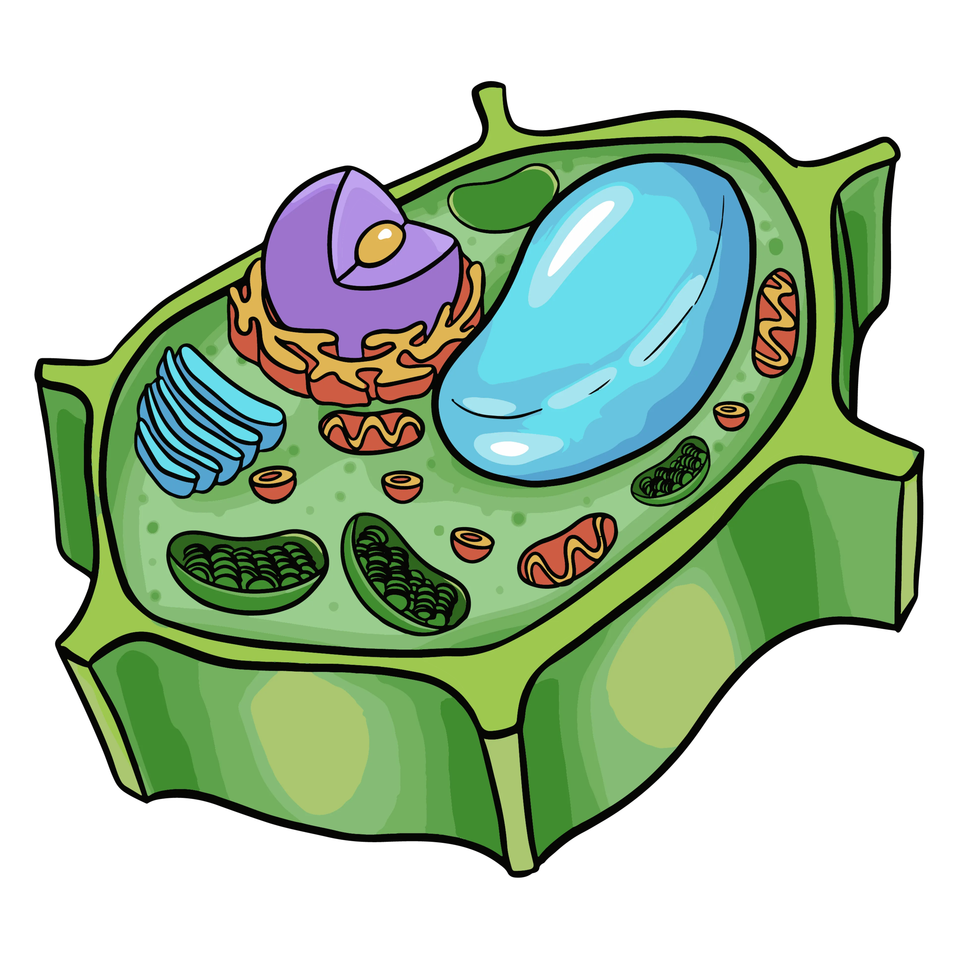 Plant cell
